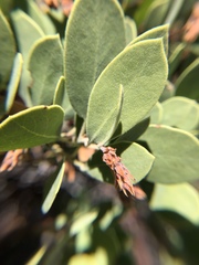 Arctostaphylos pungens