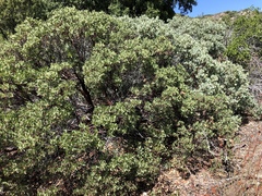 Arctostaphylos pungens