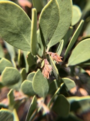 Arctostaphylos pungens
