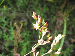 Hypericum dissimulatum