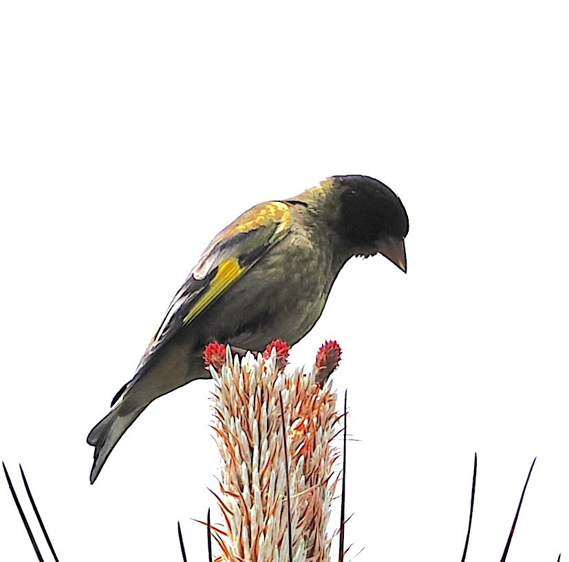 Black-headed Greenfinch