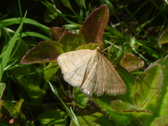 Psammotis pulveralis