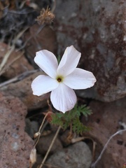 Linanthus dichotomus