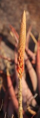 Aloe gariepensis