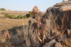 Aloe gariepensis