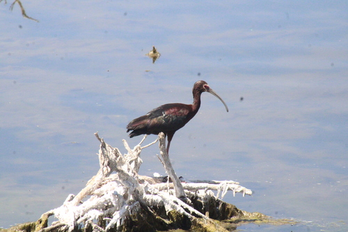 White-faced Ibis