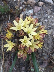 Triteleia piutensis