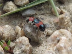 Dicranolaius cinctus