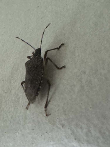Brown Marmorated Stink Bug
