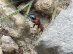 Dicranolaius cinctus