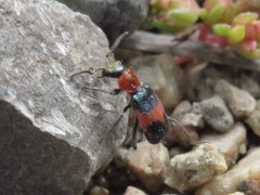 Dicranolaius cinctus