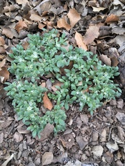 Nama californica