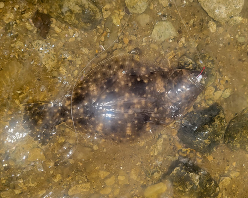 Southern flounder (Paralichthys lethostigma) — Paralichthyidae