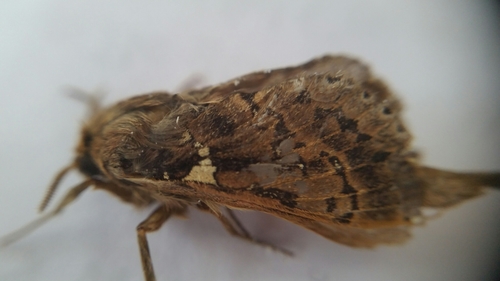Hepialidae