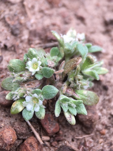 Image of Nama californica by (c) Matt Berger, some rights reserved (CC BY)