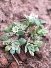 Nama californica