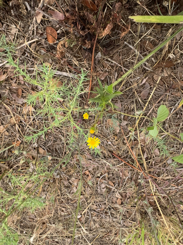 Thymophylla tenuiloba observed 2025-06-11