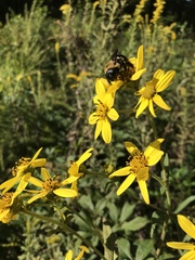 Helianthus schweinitzii