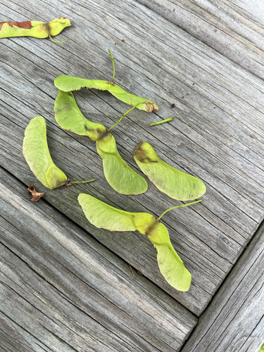 Norway Maple Seedminer Moth photo 2