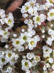 Chorizanthe spinosa
