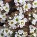 Mojave Spineflower - Photo (c) Matt Berger, some rights reserved (CC BY), uploaded by Matt Berger