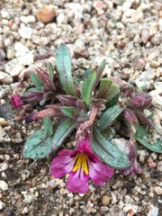 Diplacus constrictus