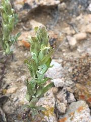 Castilleja plagiotoma