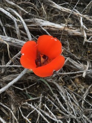 Calochortus kennedyi kennedyi