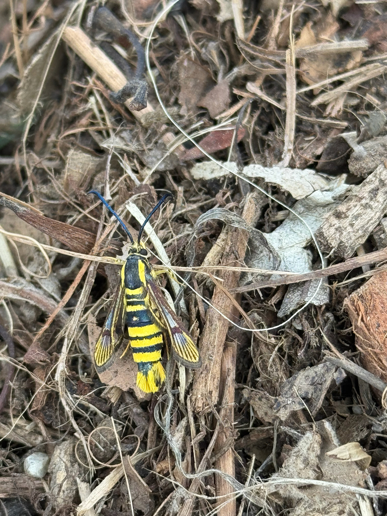 Sycamore Borer