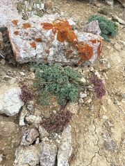 Cymopterus