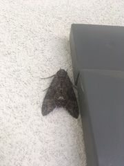 Manduca sexta