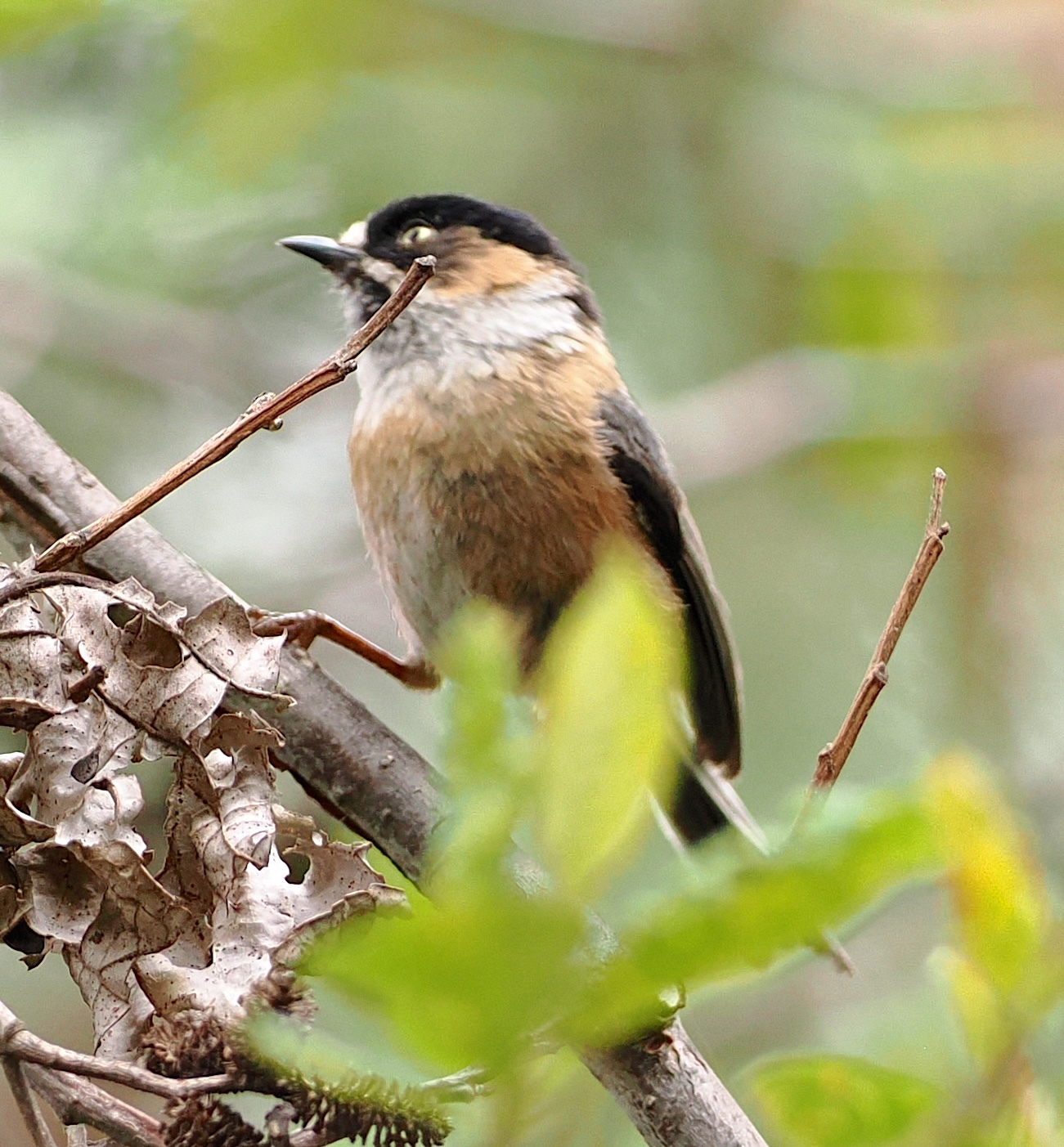 Black-browed Bushtit