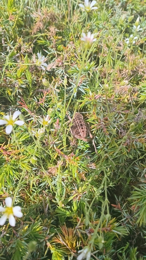 Unarmed Saddle Bush-cricket