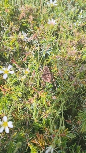 Unarmed Saddle Bush-cricket
