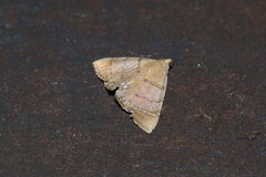 Eulepidotis junetta