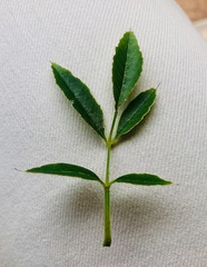 Fraxinus berlandieriana