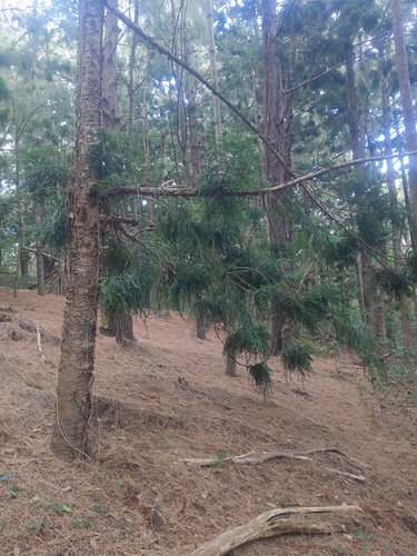 Araucaria cunninghamii observed 2025-06-11