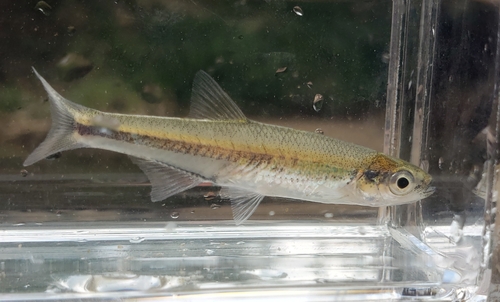 Lint-shiner (Lythrurus fumeus) — Cyprinidae — 3