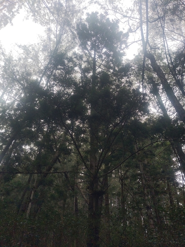 Araucaria cunninghamii observed 2025-06-11