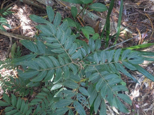Calliandra haematocephala observed 2025-06-11