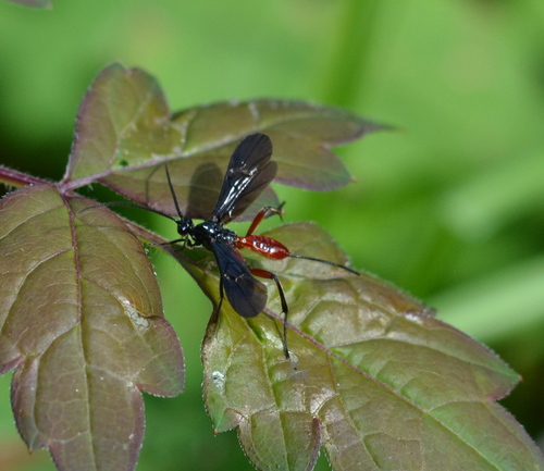 Alabagrus texanus photo 4