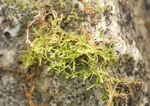 Metzgeria lindbergii