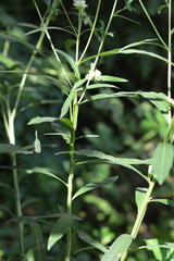 Verbesina walteri