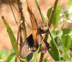 Battus polydamas polydamas
