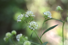 Verbesina walteri