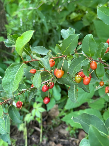Elaeagnus multiflora observed 2025-06-11