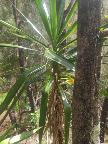 Yucca aloifolia observed 2025-06-11