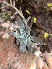 Dudleya abramsii