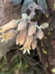 Dudleya abramsii