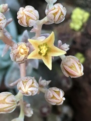 Dudleya abramsii